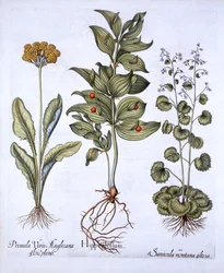 Hippoglossum, Primavera y Sanícula, de Hortus Eystettensis, por Basil Besler, pub. 1613